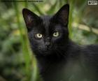 Siyah kedi yüzü